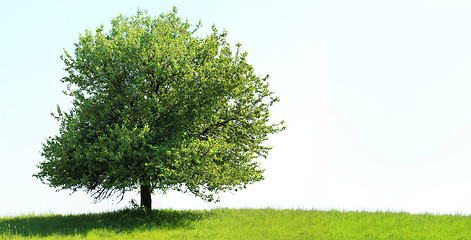 Image showing Tree on green field