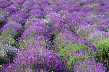 Image showing Color lavender field