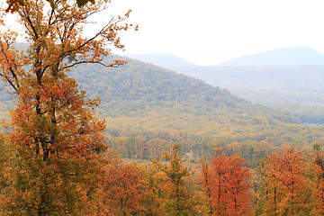 Image showing beautiful branch of an autumn tree