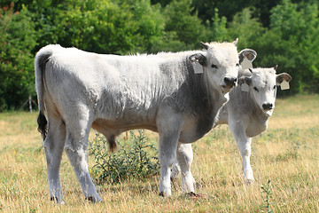 Image showing Hungarian grey cattle