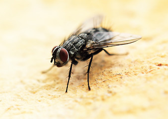 Image showing House fly