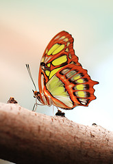 Image showing Red lacewing butterfly (lat. Cethosia biblis)