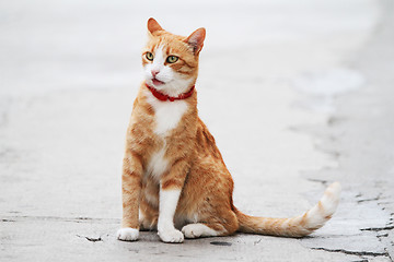 Image showing cat