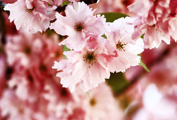 Image showing Cherry blossom