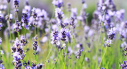 Image showing color lavender field