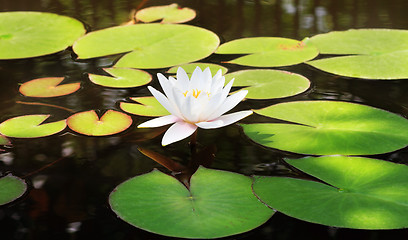 Image showing White water lily