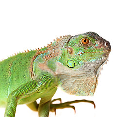 Image showing Green iguana 