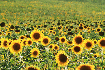 Image showing Sunflowers field