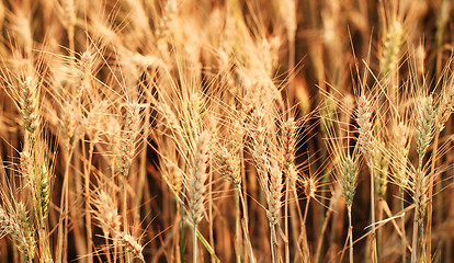 Image showing Fields of wheat