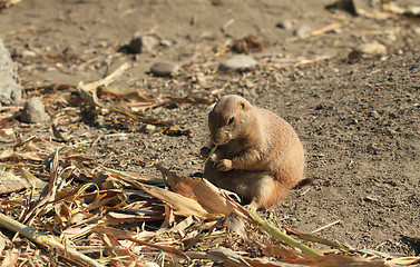 Image showing Black-tailed Prairie Dog