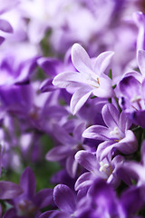 Image showing Campanula Bellflowers