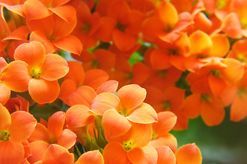 Image showing beautiful flower of kalanchoe.