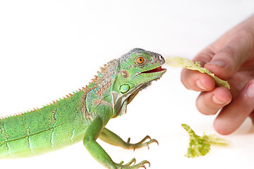 Image showing green iguana 