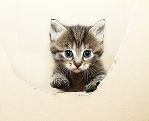 Image showing tabby kitten