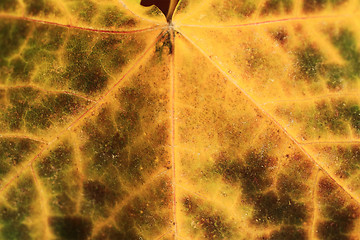 Image showing macro of autumn leaf