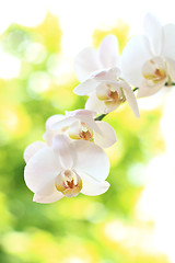 Image showing phalaenopsis flower