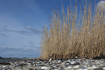 Image showing Sedge at Fjord