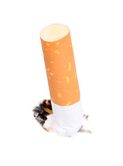 Image showing Cigarette butt