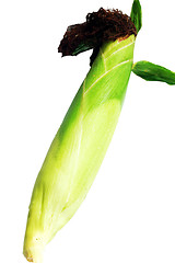 Image showing Green corn cob