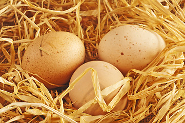 Image showing egg in a nest 