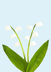 Image showing  lily of the valley made of wild garlic and egg