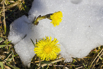 Image showing coltsfoot bloom spring snow plant unafraid cold 