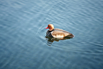 Image showing duck