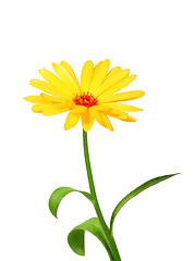 Image showing One orange flower of calendula