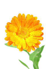 Image showing One orange flower of calendula