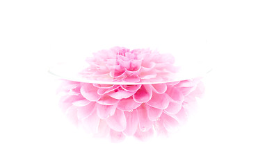 Image showing crimson peony flower, high key, isolated