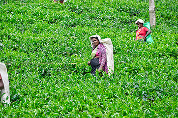 Image showing NEAR MOUNT PIDURUTALAGALA, SRI LANKA, DECEMBER 8, 2011. Tea pick