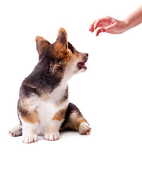 Image showing dog breed Welsh Corgi, Pembroke