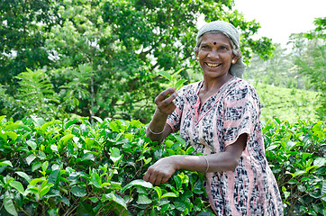 Image showing NEAR MOUNT PIDURUTALAGALA, SRI LANKA, DECEMBER 8, 2011. Tea pick