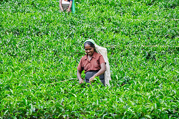 Image showing NEAR MOUNT PIDURUTALAGALA, SRI LANKA, DECEMBER 8, 2011. Tea pick