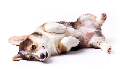 Image showing dog breed Welsh Corgi, Pembroke