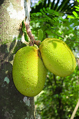 Image showing Breadfruit (Artocarpus altilis) 