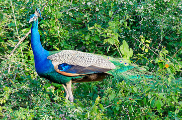 Image showing Pavo cristatus