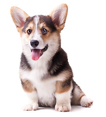 Image showing dog breed Welsh Corgi, Pembroke