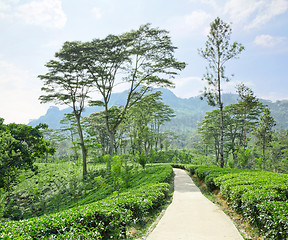 Image showing  tea plantation emerald green  in the mountains of Sri Lanka