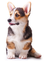 Image showing dog breed Welsh Corgi, Pembroke