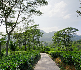 Image showing  tea plantation emerald green  in the mountains of Sri Lanka