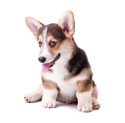 Image showing dog breed Welsh Corgi, Pembroke