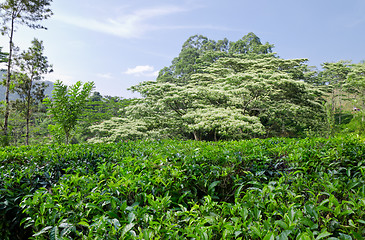 Image showing  tea plantation emerald green  in the mountains of Sri Lanka