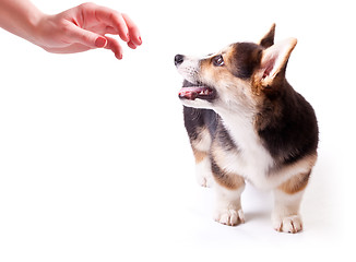 Image showing dog breed Welsh Corgi, Pembroke