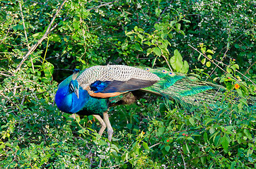 Image showing Pavo cristatus