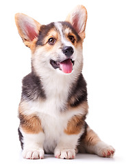 Image showing dog breed Welsh Corgi, Pembroke