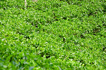 Image showing  tea plantation emerald green  in the mountains of Sri Lanka