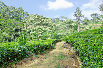 Image showing  tea plantation emerald green  in the mountains of Sri Lanka