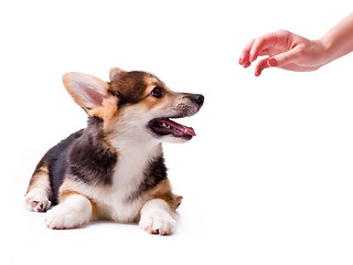 Image showing dog breed Welsh Corgi, Pembroke