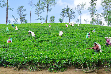 Image showing NEAR MOUNT PIDURUTALAGALA, SRI LANKA, DECEMBER 8, 2011. Tea pick